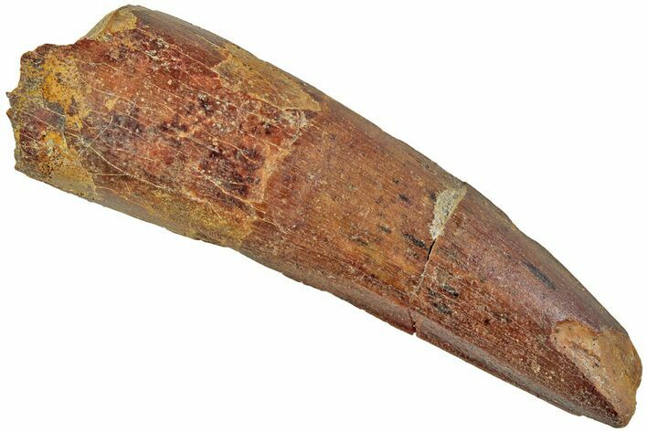 Fossil Spinosaurus Tooth - Real Dinosaur Tooth #230756
